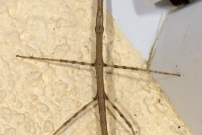 Le Phasme gaulois (Phasmatodea - Bacillidae - Clonopsis gallica)
